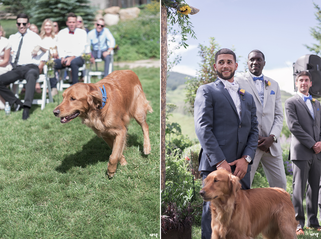 Bride and Groom's dog walking down aisle