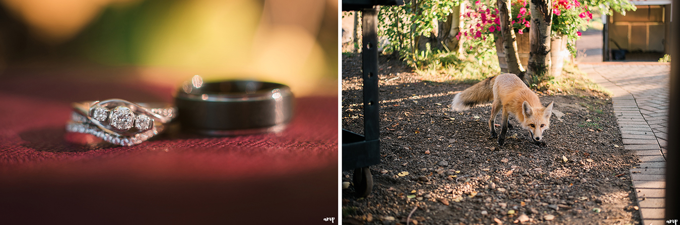 Fall colors wedding ring shot and local Crested Butte fox